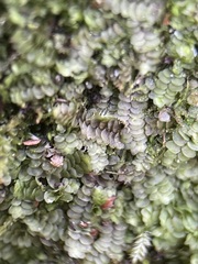 Calypogeia integristipula