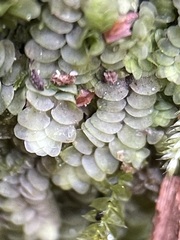 Calypogeia integristipula