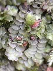 Calypogeia integristipula