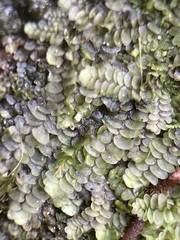 Calypogeia integristipula