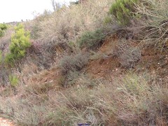 Calluna vulgaris