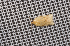 Paramesia gnomana