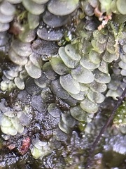Calypogeia integristipula