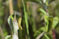 Mecostethus parapleurus
