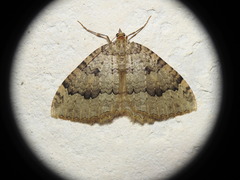 Triphosa tauteli