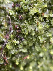 Calypogeia integristipula