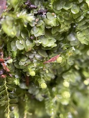 Calypogeia integristipula