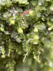 Calypogeia integristipula