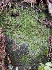 Calypogeia integristipula