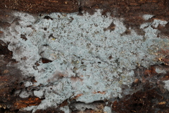 Byssocorticium atrovirens
