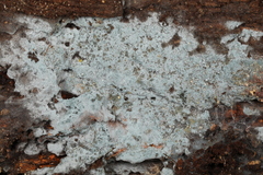 Byssocorticium atrovirens