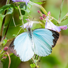 Nepheronia thalassina