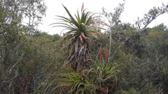 Aloe pluridens
