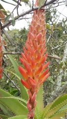 Aloe pluridens