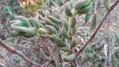 Crassula mesembryanthoides