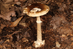 Amanita solaniolens