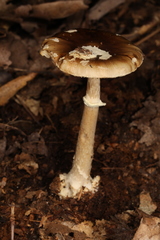 Amanita solaniolens