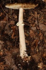 Amanita solaniolens