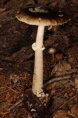 Amanita solaniolens