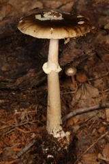Amanita solaniolens