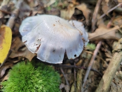 Cortinarius lilacinus
