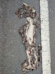 Cuniculus taczanowskii