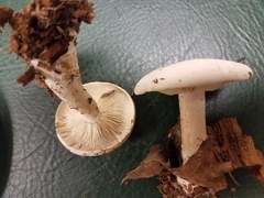 Gerhardtia
