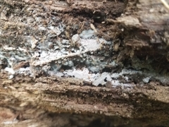 Basidiodendron deminutum