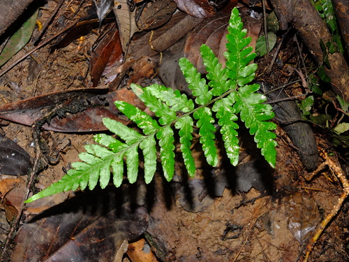 Triplophyllum angustifolium