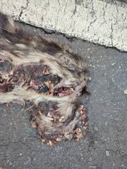 Cuniculus taczanowskii