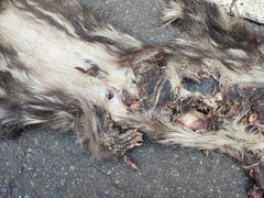 Cuniculus taczanowskii