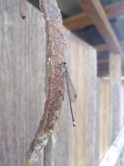 Argia indicatrix