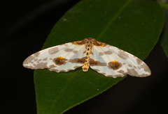 Abraxas amicula-illuminata