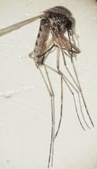 Aedes dorsalis