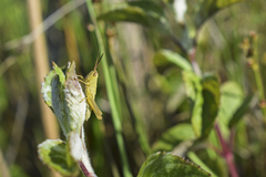 Mecostethus parapleurus