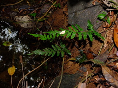 Triplophyllum