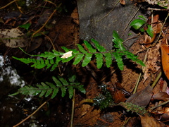 Triplophyllum