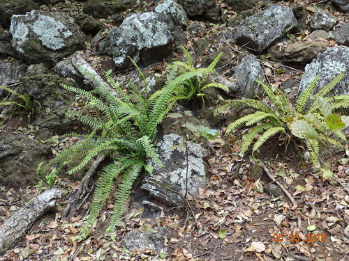 Hispaniolan spleenwort (Asplenium sessilifolium)