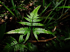 Triplophyllum hirsutum
