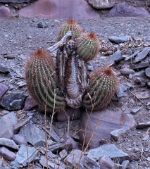 Trichocereus tarijensis