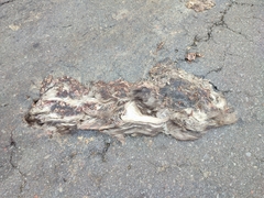 Cuniculus taczanowskii