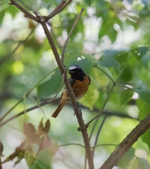 Phoenicurus phoenicurus