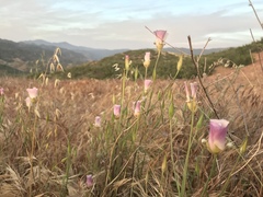 Calochortus venustus