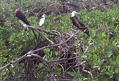Fregata magnificens