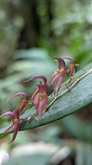 Pleurothallis rowleei