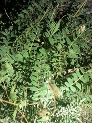 Astragalus douglasii