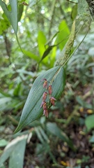 Pleurothallis rowleei
