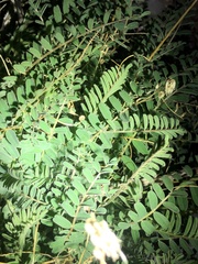 Astragalus douglasii