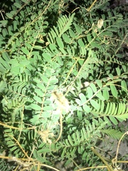 Astragalus douglasii