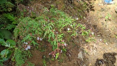 Monochaetum floribundum